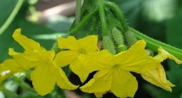 Popis různých okurek skutečných přátel, vlastnosti pěstování a péče